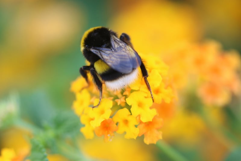 Pollinator-Friendly Garden