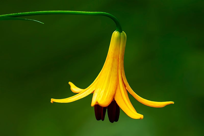 Native Wildflowers